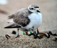 Western Snowy Plover with bands on